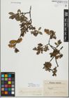 Foto von Salix myrsinifolia Salisb. x Salix phylicifolia L.